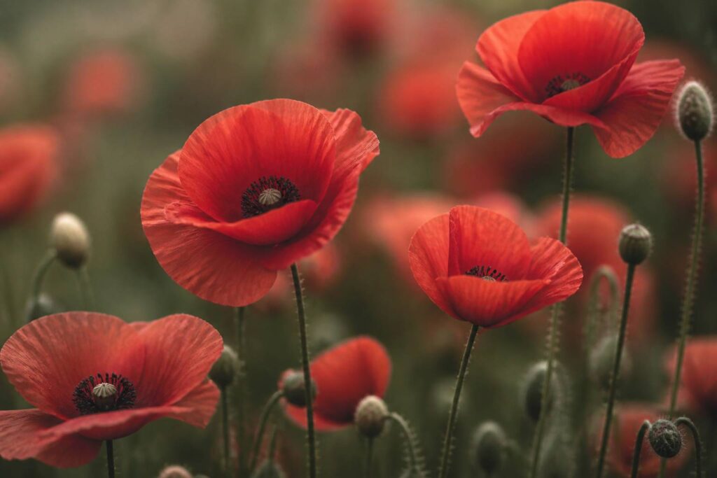Champ de coquelicots rouges en pleine floraison au printemps