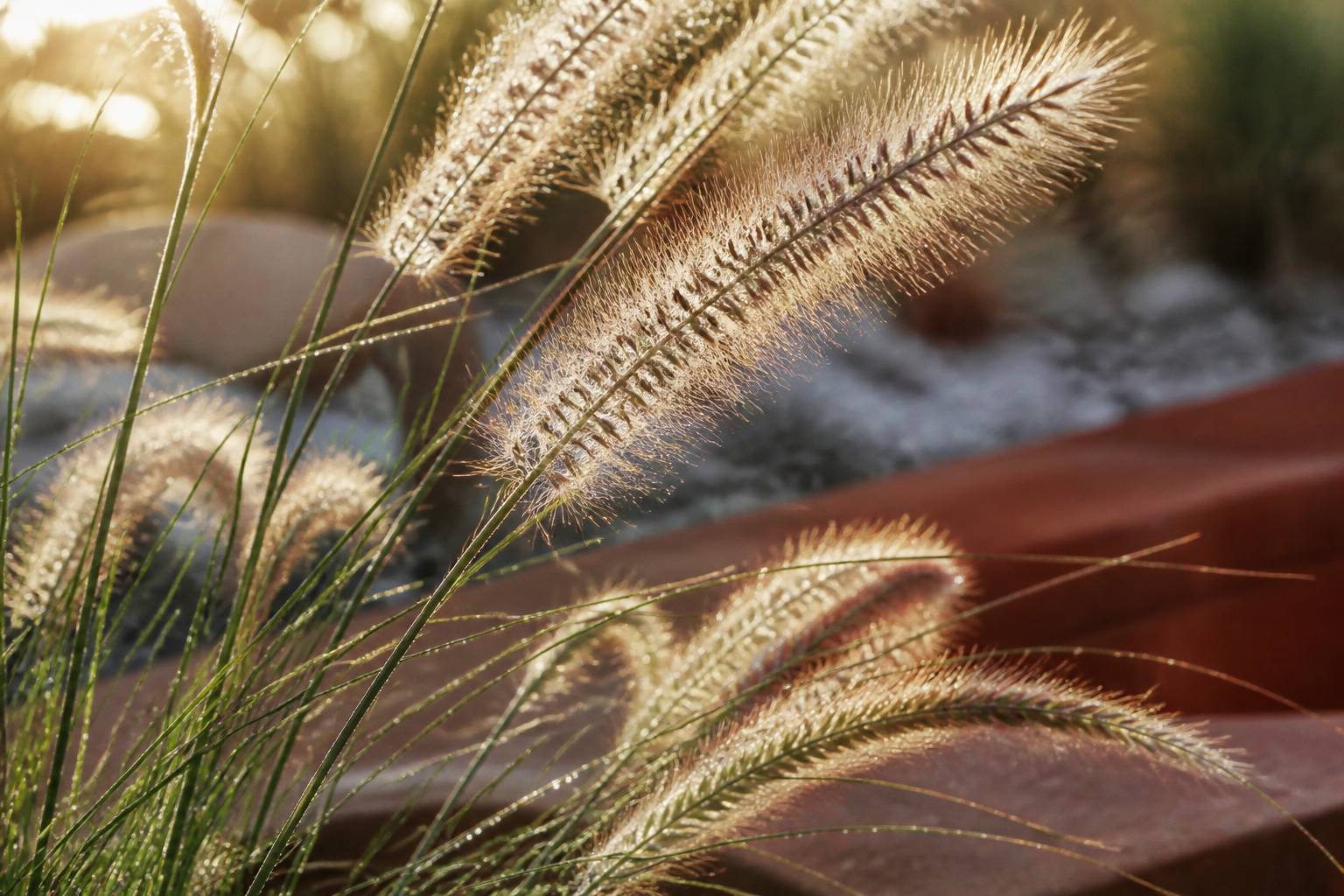 Gros plan sur des panicules de pennisetum illuminées en contre-jour