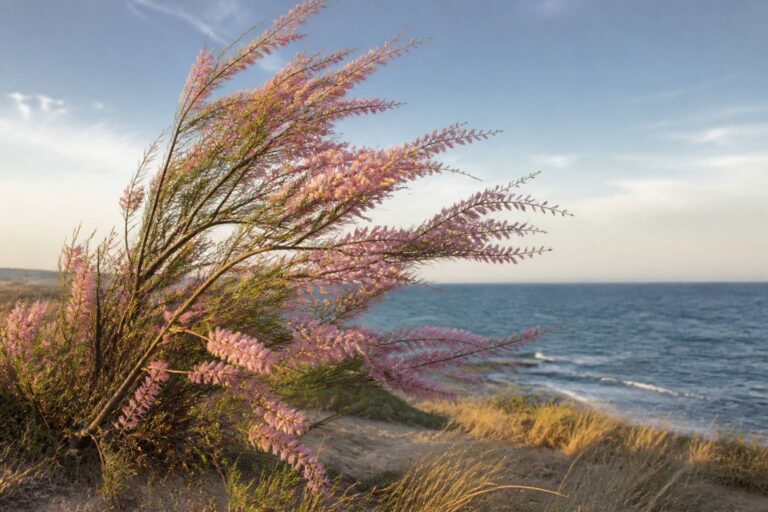 Tamaris : planter et tailler cet arbre de bord de mer